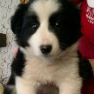 Meet your Posher, Feng